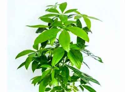 别再把发财树当“祖宗”供着了!搞懂它的脾气,越“懒”养得越旺 - 今日头条 别再把发财树当“祖宗”供着了!搞懂它的脾气,越“懒”养得越旺 - 图画吧TUHUABA