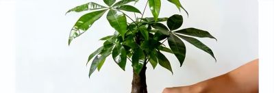 别再把发财树当“祖宗”供着了!搞懂它的脾气,越“懒”养得越旺 - 今日头条 别再把发财树当“祖宗”供着了!搞懂它的脾气,越“懒”养得越旺 - 图画吧TUHUABA