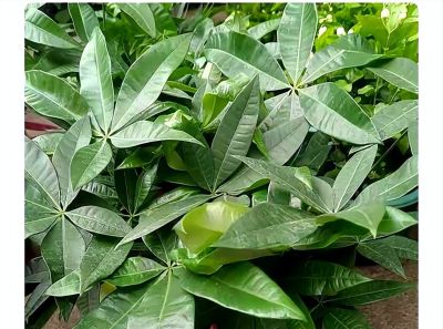 别再把发财树当“祖宗”供着了!搞懂它的脾气,越“懒”养得越旺 - 今日头条 别再把发财树当“祖宗”供着了!搞懂它的脾气,越“懒”养得越旺 - 图画吧TUHUABA