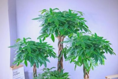发财树有“5怕”，赶紧避开它，才能越养越旺，开花结果！ - 图画吧TUHUABA
