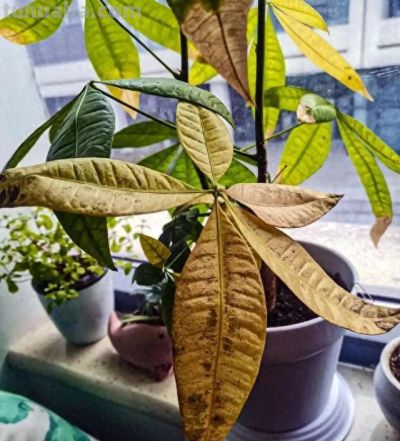 发财树有“5怕”，赶紧避开它，才能越养越旺，开花结果！ - 图画吧TUHUABA