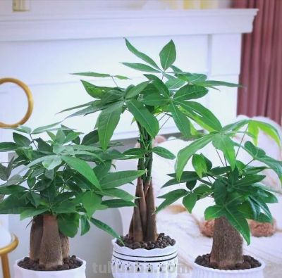 发财树有“5怕”，赶紧避开它，才能越养越旺，开花结果！ - 图画吧TUHUABA