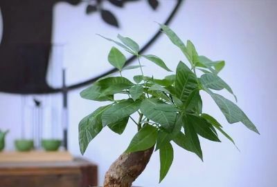 发财树有“5怕”，赶紧避开它，才能越养越旺，开花结果！ - 图画吧TUHUABA