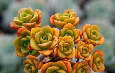 这9款多肉并不好养，花友们却“抢”着买，因为本身带有的香味儿 - 图画吧TUHUABA