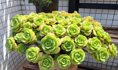 这9款多肉并不好养，花友们却“抢”着买，因为本身带有的香味儿 - 图画吧TUHUABA