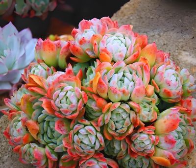 这9款多肉并不好养，花友们却“抢”着买，因为本身带有的香味儿 - 图画吧TUHUABA