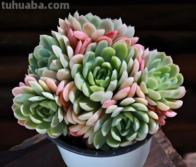 这9款多肉并不好养，花友们却“抢”着买，因为本身带有的香味儿 - 图画吧TUHUABA