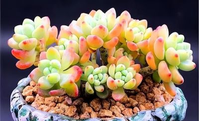 这9款多肉并不好养，花友们却“抢”着买，因为本身带有的香味儿 - 图画吧TUHUABA