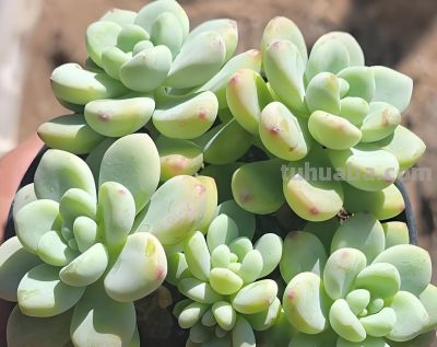 这9款多肉并不好养，花友们却“抢”着买，因为本身带有的香味儿 - 图画吧TUHUABA