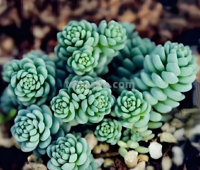 这9款多肉并不好养，花友们却“抢”着买，因为本身带有的香味儿 - 图画吧TUHUABA