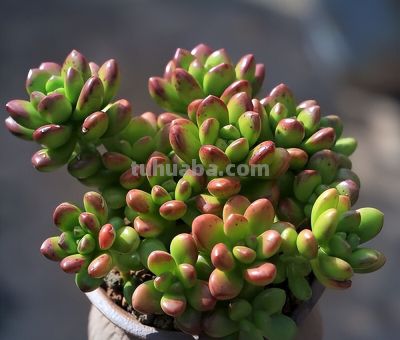 这9款多肉并不好养，花友们却“抢”着买，因为本身带有的香味儿 - 图画吧TUHUABA