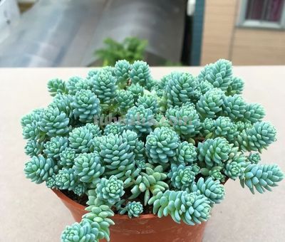 这9款多肉并不好养，花友们却“抢”着买，因为本身带有的香味儿 - 图画吧TUHUABA