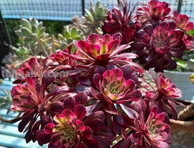 这9款多肉并不好养，花友们却“抢”着买，因为本身带有的香味儿 - 图画吧TUHUABA