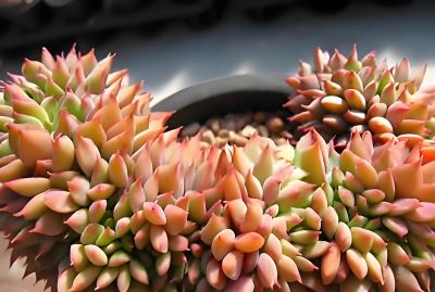 这9款多肉并不好养，花友们却“抢”着买，因为本身带有的香味儿 - 图画吧TUHUABA