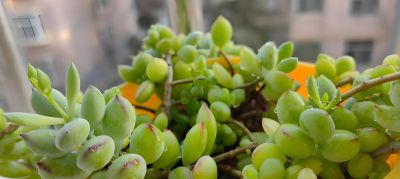 这9款多肉并不好养，花友们却“抢”着买，因为本身带有的香味儿 - 图画吧TUHUABA