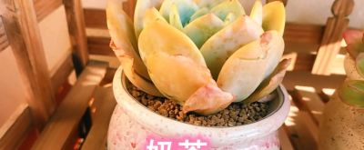 新多肉植物亮相，快来围观我的新宠 - 图画吧TUHUABA