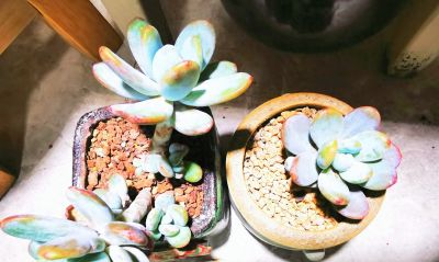 多肉冬天进行时！新宠在路上，继续盘点我的几盆多肉 - 图画吧TUHUABA