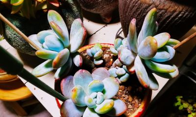 多肉冬天进行时！新宠在路上，继续盘点我的几盆多肉 - 图画吧TUHUABA