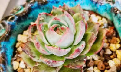 多肉冬天进行时！新宠在路上，继续盘点我的几盆多肉 - 图画吧TUHUABA