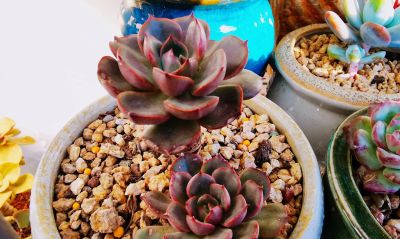 多肉冬天进行时！新宠在路上，继续盘点我的几盆多肉 - 图画吧TUHUABA