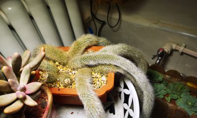 多肉冬天进行时！新宠在路上，继续盘点我的几盆多肉 - 图画吧TUHUABA