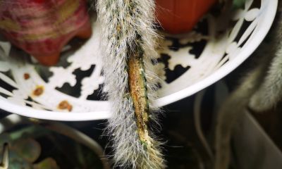 多肉冬天进行时！新宠在路上，继续盘点我的几盆多肉 - 图画吧TUHUABA