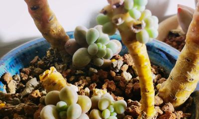 多肉冬天进行时！新宠在路上，继续盘点我的几盆多肉 - 图画吧TUHUABA