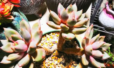 多肉冬天进行时！新宠在路上，继续盘点我的几盆多肉 - 图画吧TUHUABA