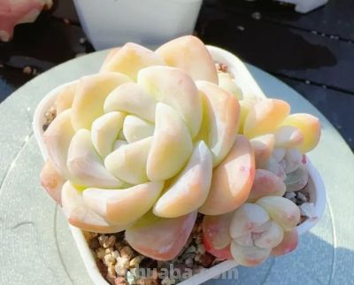 什么是极品多肉？100%的状态，颜色颜值都在线，人见人喜欢！ - 图画吧TUHUABA