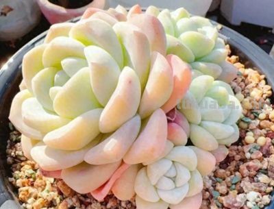 什么是极品多肉？100%的状态，颜色颜值都在线，人见人喜欢！ - 图画吧TUHUABA