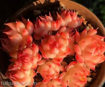 什么是极品多肉？100%的状态，颜色颜值都在线，人见人喜欢！ - 图画吧TUHUABA