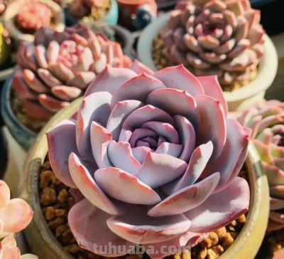 什么是极品多肉？100%的状态，颜色颜值都在线，人见人喜欢！ - 图画吧TUHUABA