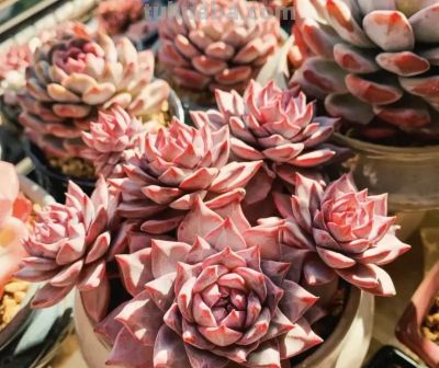 什么是极品多肉？100%的状态，颜色颜值都在线，人见人喜欢！ - 图画吧TUHUABA