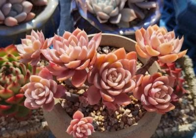 养多肉，绚丽惊艳并不是唯一结果，开心才是最重要的 - 图画吧TUHUABA