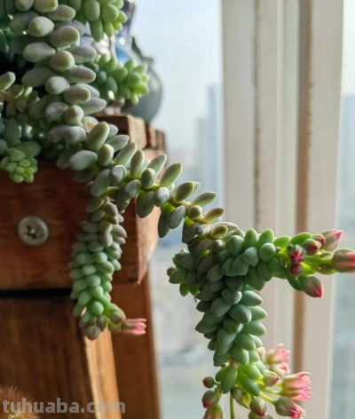 养多肉，绚丽惊艳并不是唯一结果，开心才是最重要的 - 图画吧TUHUABA