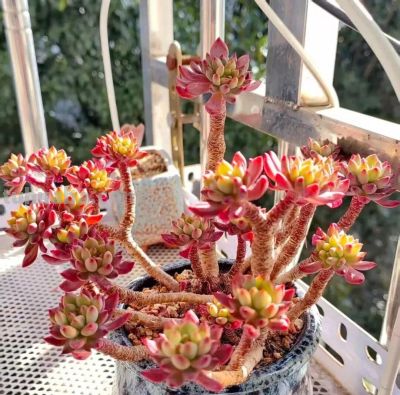 养多肉，绚丽惊艳并不是唯一结果，开心才是最重要的 - 图画吧TUHUABA