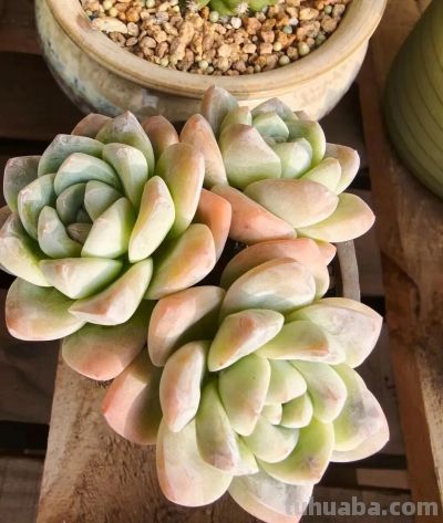 养多肉，绚丽惊艳并不是唯一结果，开心才是最重要的 - 图画吧TUHUABA