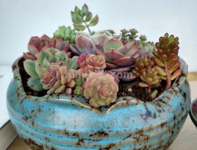 养多肉，绚丽惊艳并不是唯一结果，开心才是最重要的 - 图画吧TUHUABA