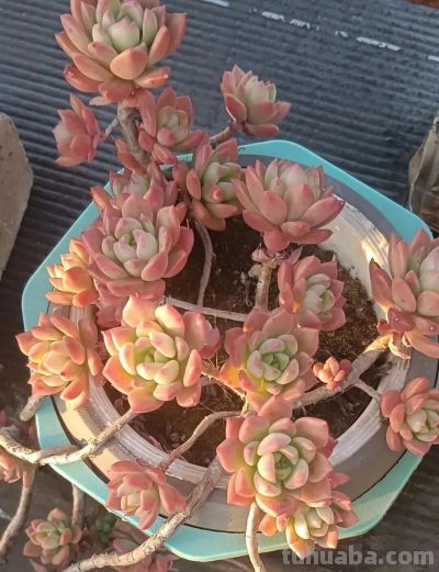 养多肉，绚丽惊艳并不是唯一结果，开心才是最重要的 - 图画吧TUHUABA