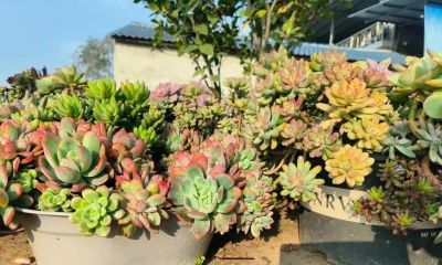 养多肉，绚丽惊艳并不是唯一结果，开心才是最重要的 - 图画吧TUHUABA