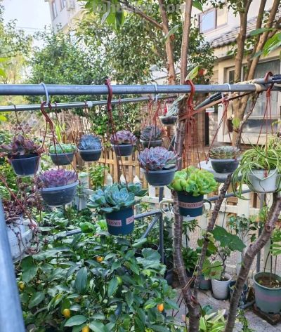 养多肉，绚丽惊艳并不是唯一结果，开心才是最重要的 - 图画吧TUHUABA