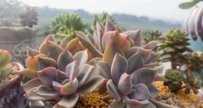 养多肉，绚丽惊艳并不是唯一结果，开心才是最重要的 - 图画吧TUHUABA