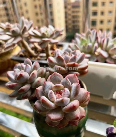 养多肉，绚丽惊艳并不是唯一结果，开心才是最重要的 - 图画吧TUHUABA