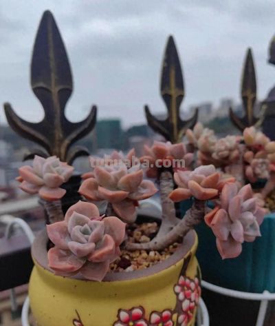 此时多肉的美，是恰到好处的惊艳 - 图画吧TUHUABA