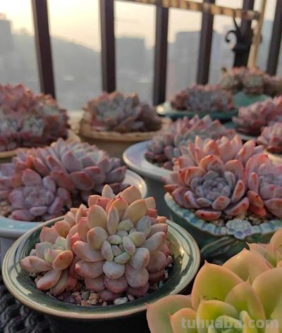 此时多肉的美，是恰到好处的惊艳 - 图画吧TUHUABA