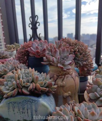 此时多肉的美，是恰到好处的惊艳 - 图画吧TUHUABA
