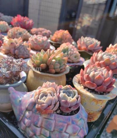 此时多肉的美，是恰到好处的惊艳 - 图画吧TUHUABA