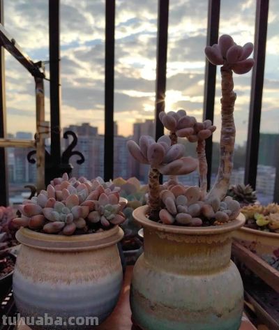 此时多肉的美，是恰到好处的惊艳 - 图画吧TUHUABA