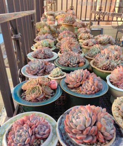 此时多肉的美，是恰到好处的惊艳 - 图画吧TUHUABA