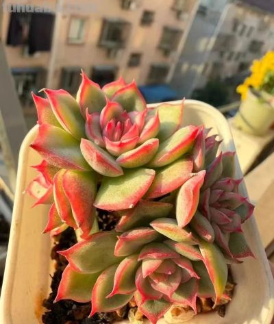 多肉在冬月——万花开遍不及你归时 - 图画吧TUHUABA